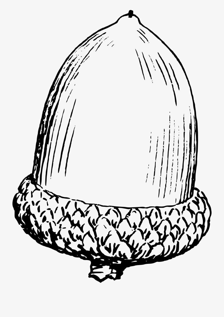 Acorn - Black And White Acorn Clip Art, Transparent Clipart