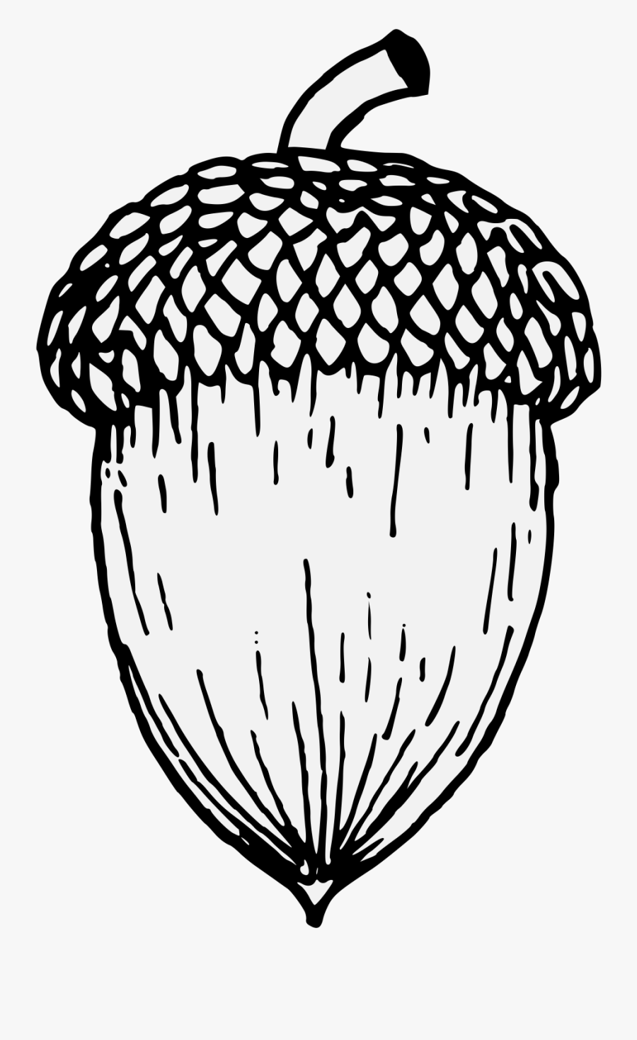 Acorn Black And White Clipart, Transparent Clipart