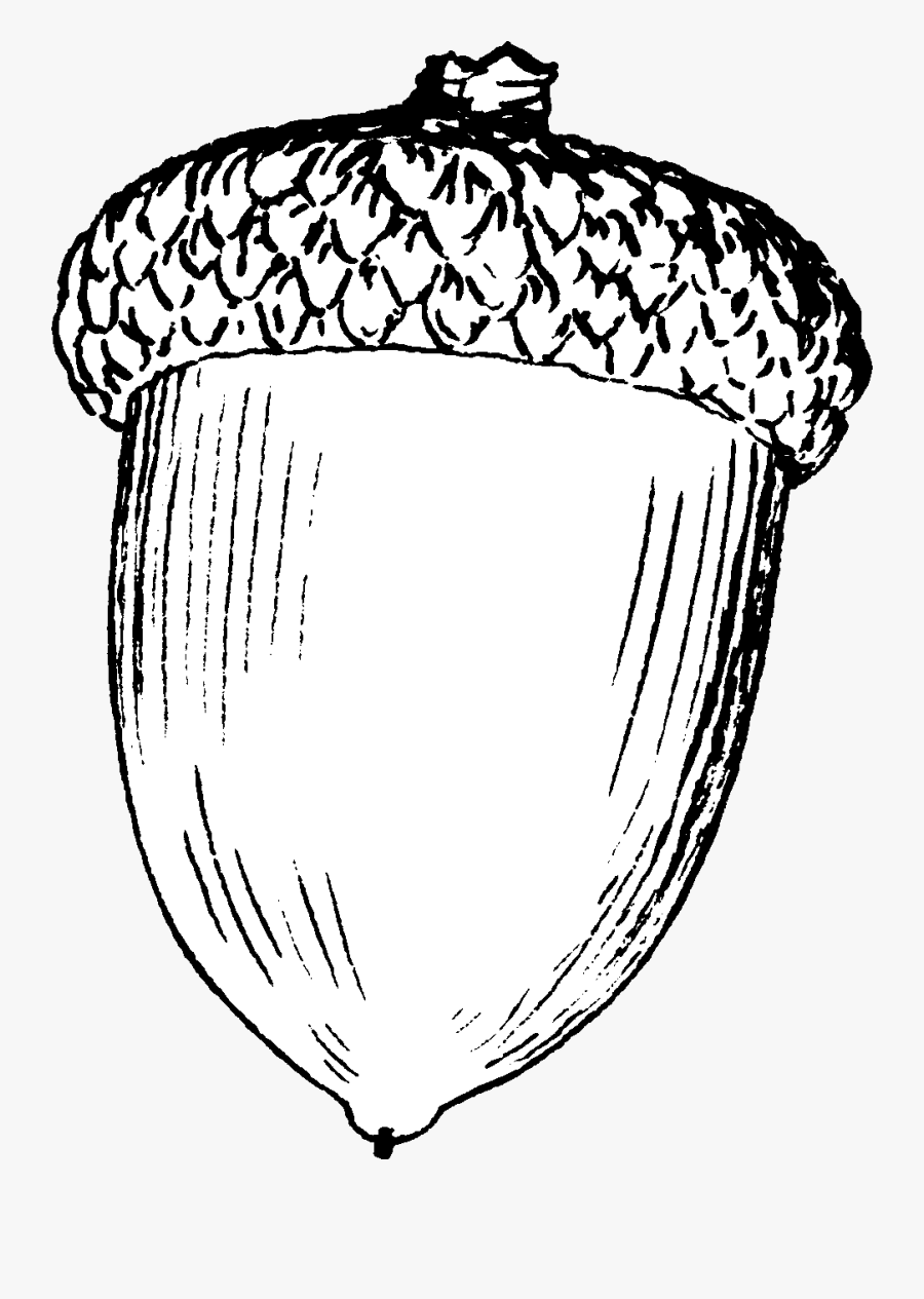 Acorn - Black And White Acorn, Transparent Clipart