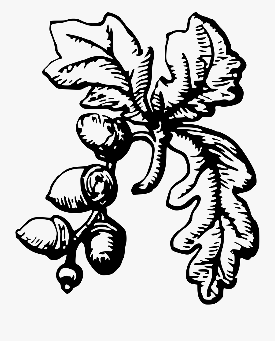 Acorns Clipart Black And White, Transparent Clipart