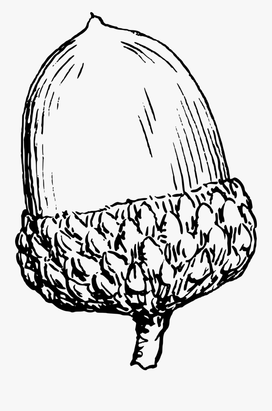 Line Art,head,monochrome Photography - Acorn Black And White, Transparent Clipart