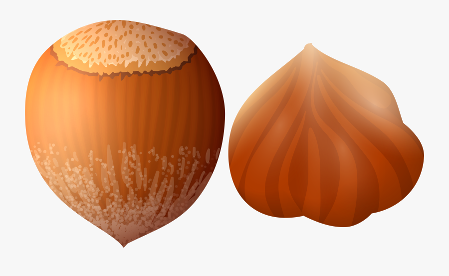 Acorn Clipart Transparent Background - Hazelnut Png, Transparent Clipart