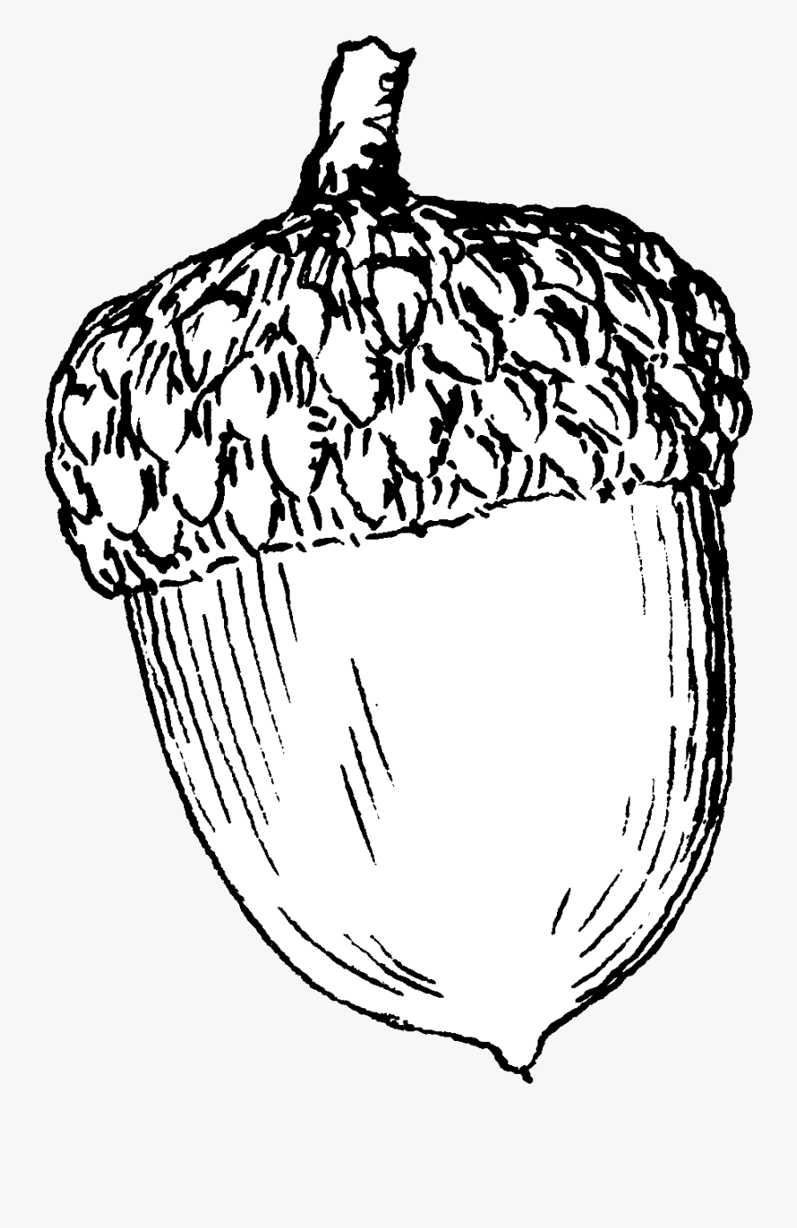 Acorn Printable Coloring Pages - Acorn Sketch, Transparent Clipart