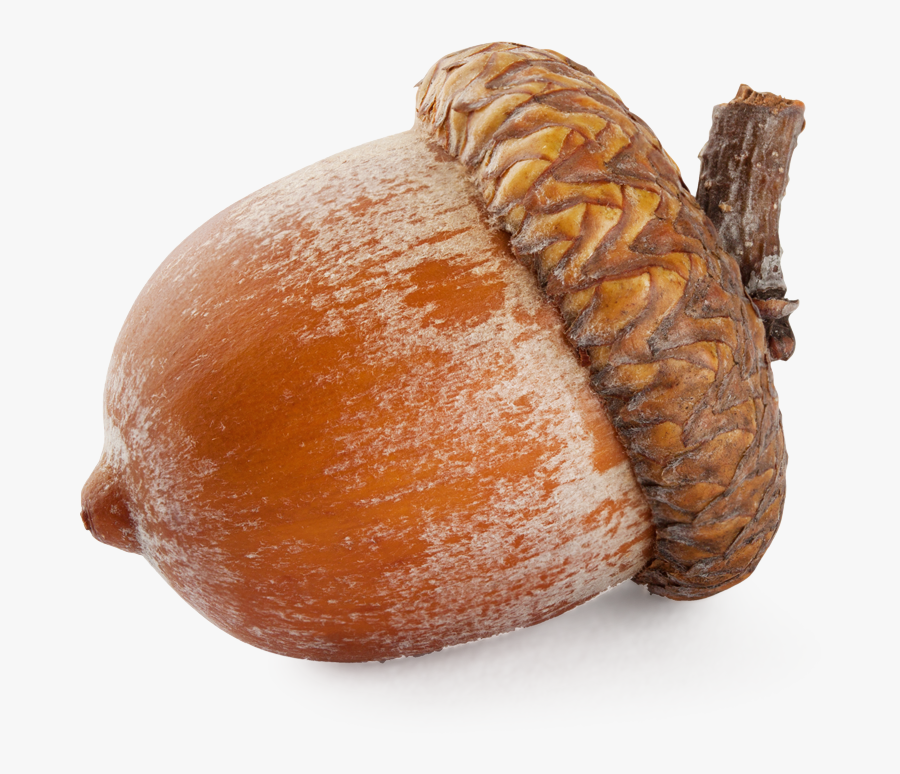 Download Acorn Png - Transparent Acorn Png, Transparent Clipart