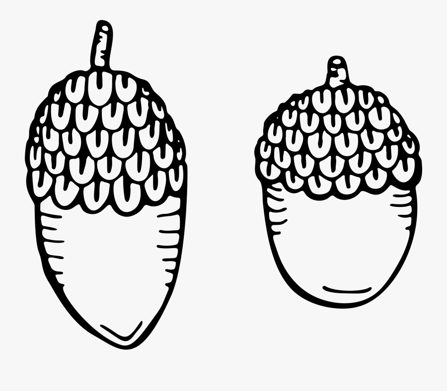 Acorns Line Art Clip Arts - Drawing, Transparent Clipart