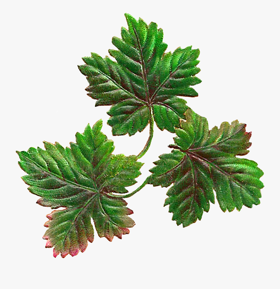 Acorn Clip Art Cut Files - Fern, Transparent Clipart