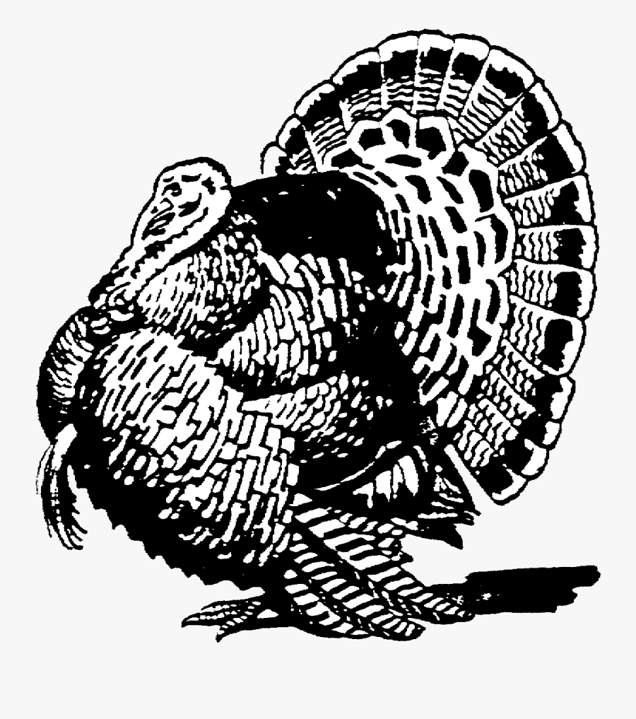Turkey Wild Clipart Clip Art Net Transparent Png, Transparent Clipart