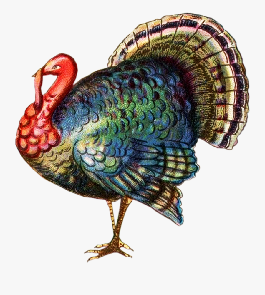 Tom Turkey Thanksgiviing Clipart - Vintage Turkey Transparent Background, Transparent Clipart