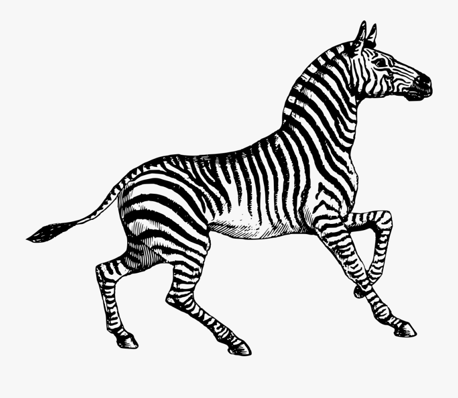 Zebra - Zebra Line Art, Transparent Clipart