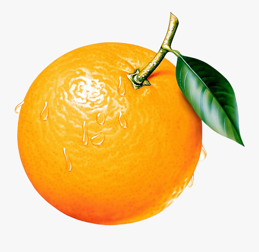 Orange Tree Clipart Free Clipart Images - Clip Art Of Orange, Transparent Clipart