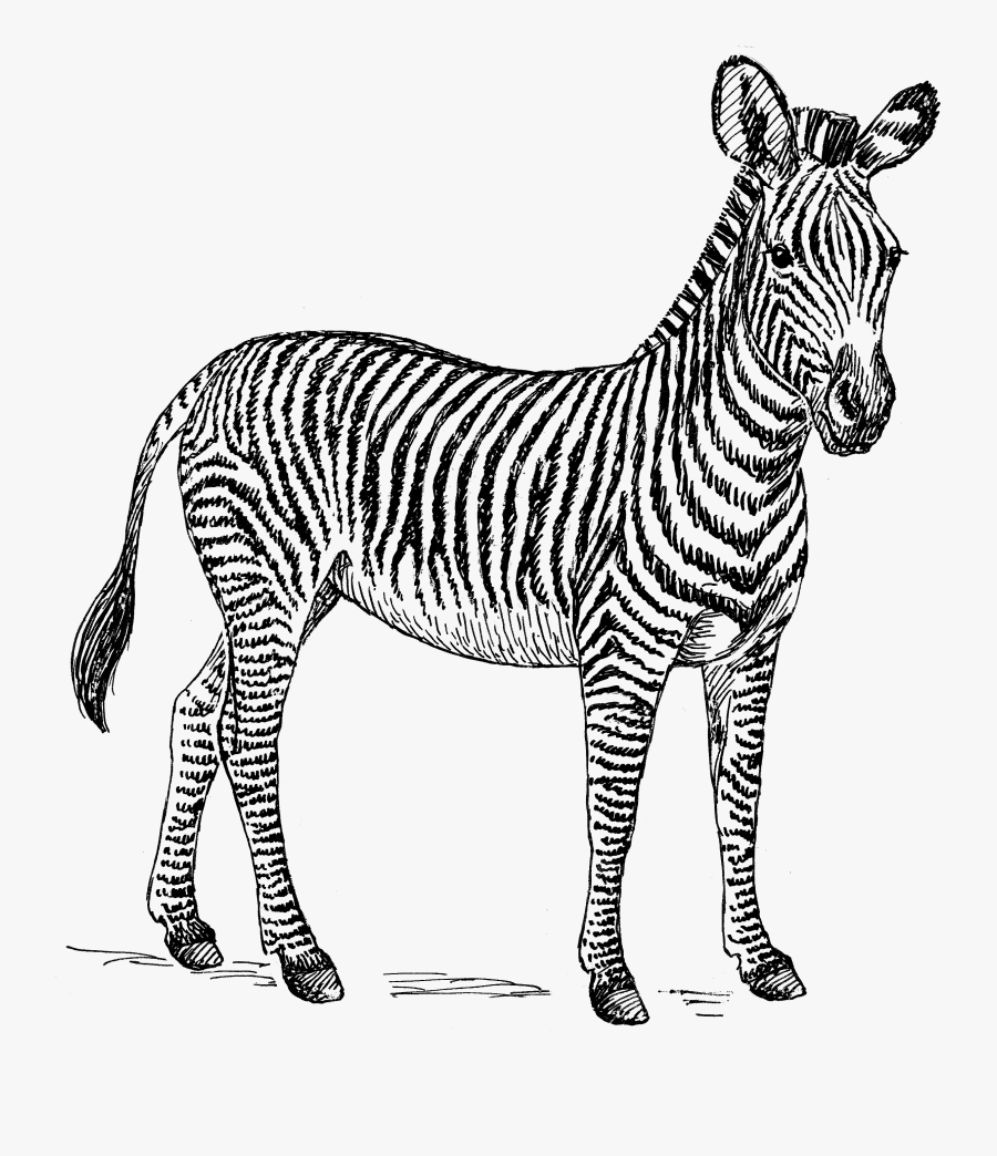 Zebra Png High-quality Image - Clip Art Zebra Black And White, Transparent Clipart
