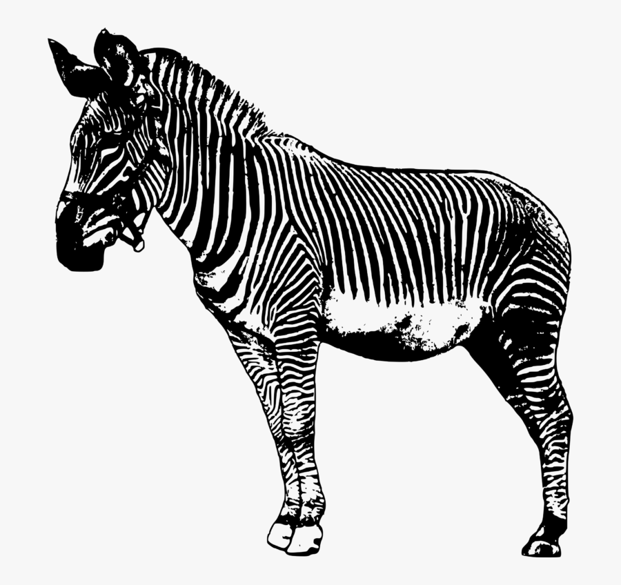 Zebras Drawing Transparent Background, Transparent Clipart