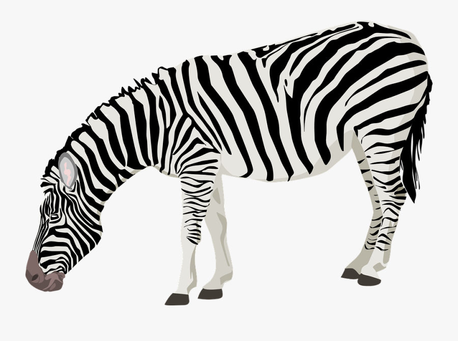 Zebra Transparent Background, Transparent Clipart