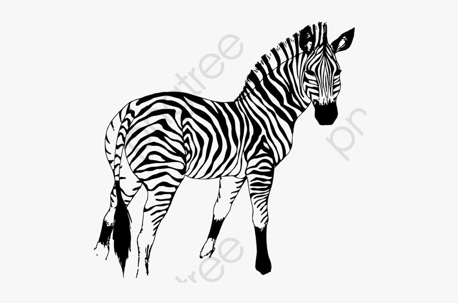 Zebra Clipart Running - Mountain Zebra Png, Transparent Clipart