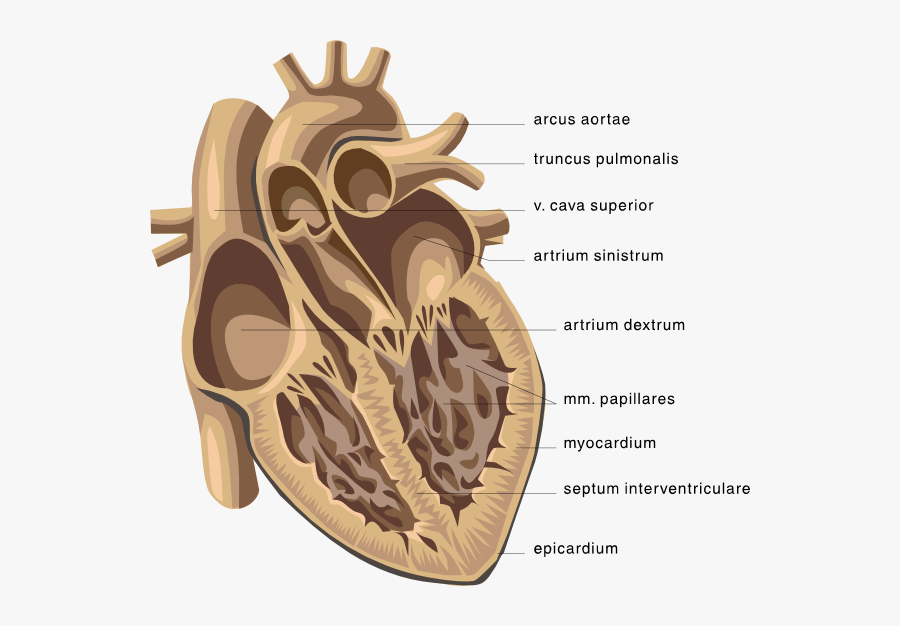 Free Vector Heart Medical Diagram Clip Art - Diagram Of The Heart, Transparent Clipart