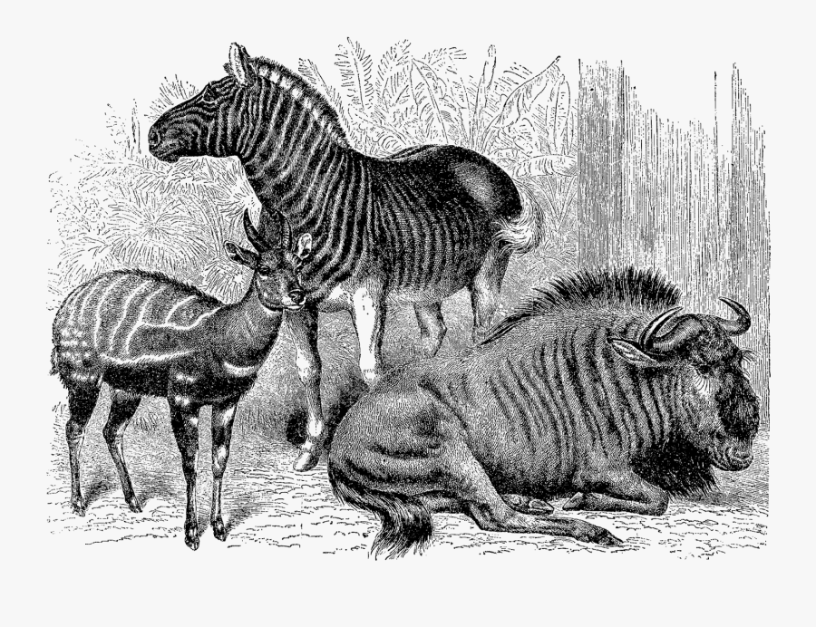 Deviantart Griffin, Transparent Clipart