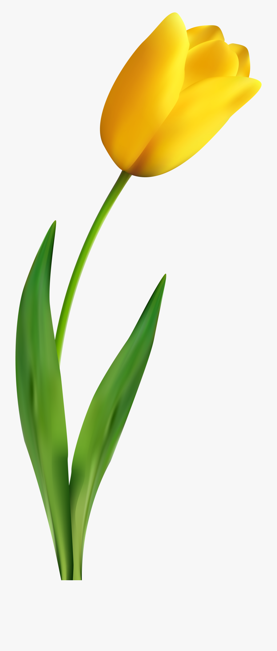 Banner Royalty Free Stock Transparent Clip Art Image - Tulip Png, Transparent Clipart