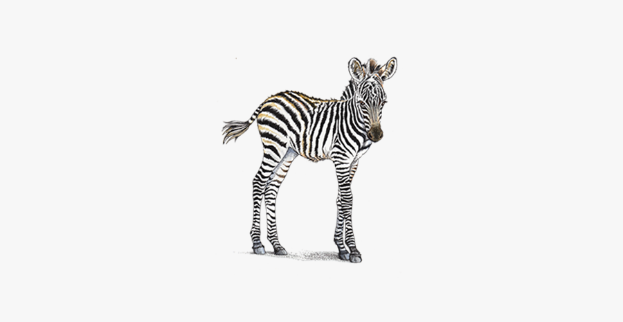 Clip Art Home Header Zebra Petaluma - Baby Zebra Transparent Real, Transparent Clipart