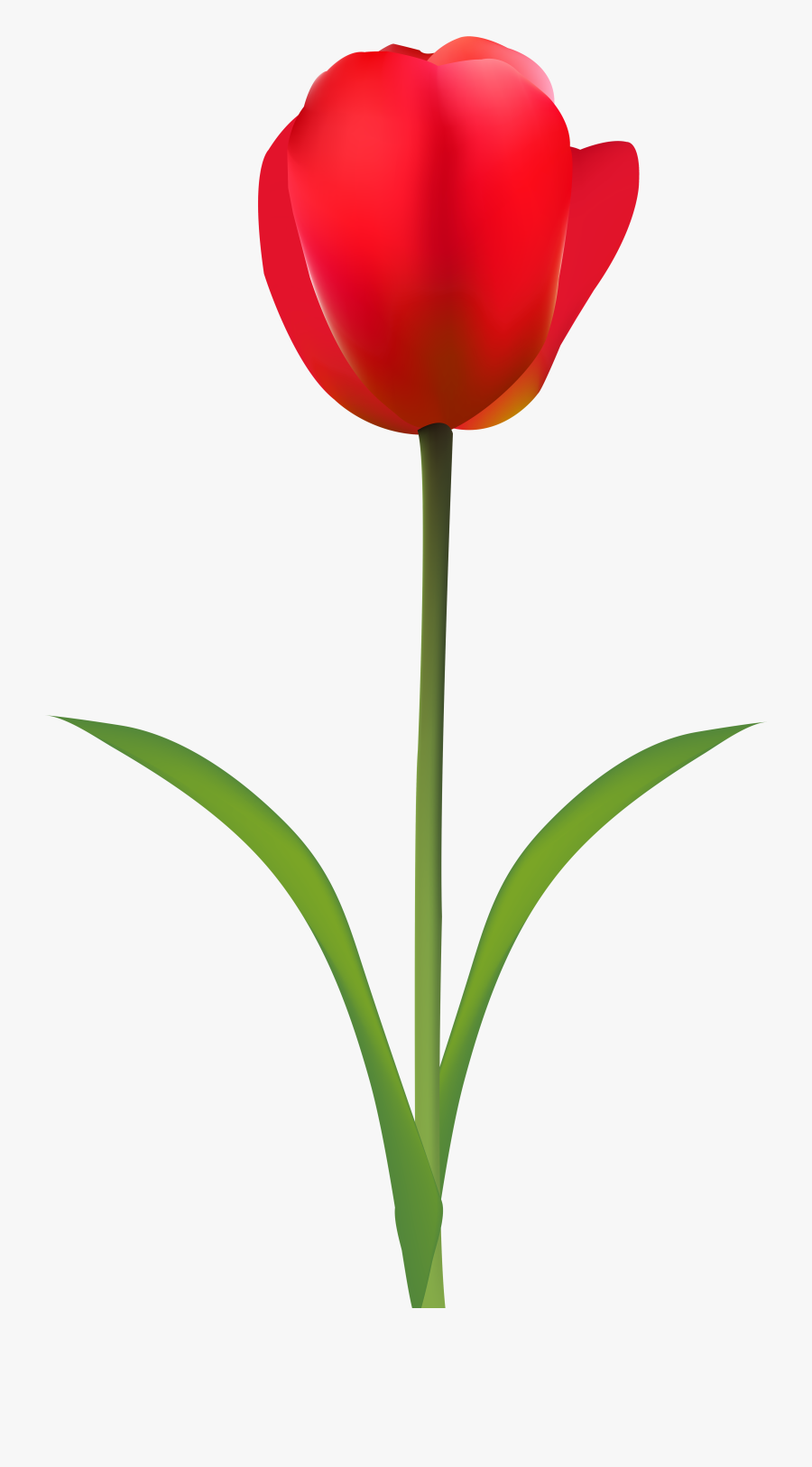 Red Tulip Clip Art, Transparent Clipart