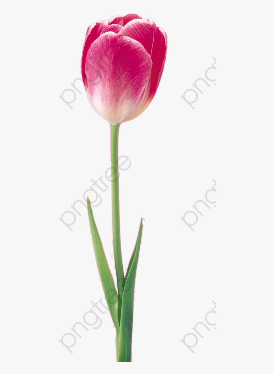 Flower Image And For - Sprenger's Tulip, Transparent Clipart