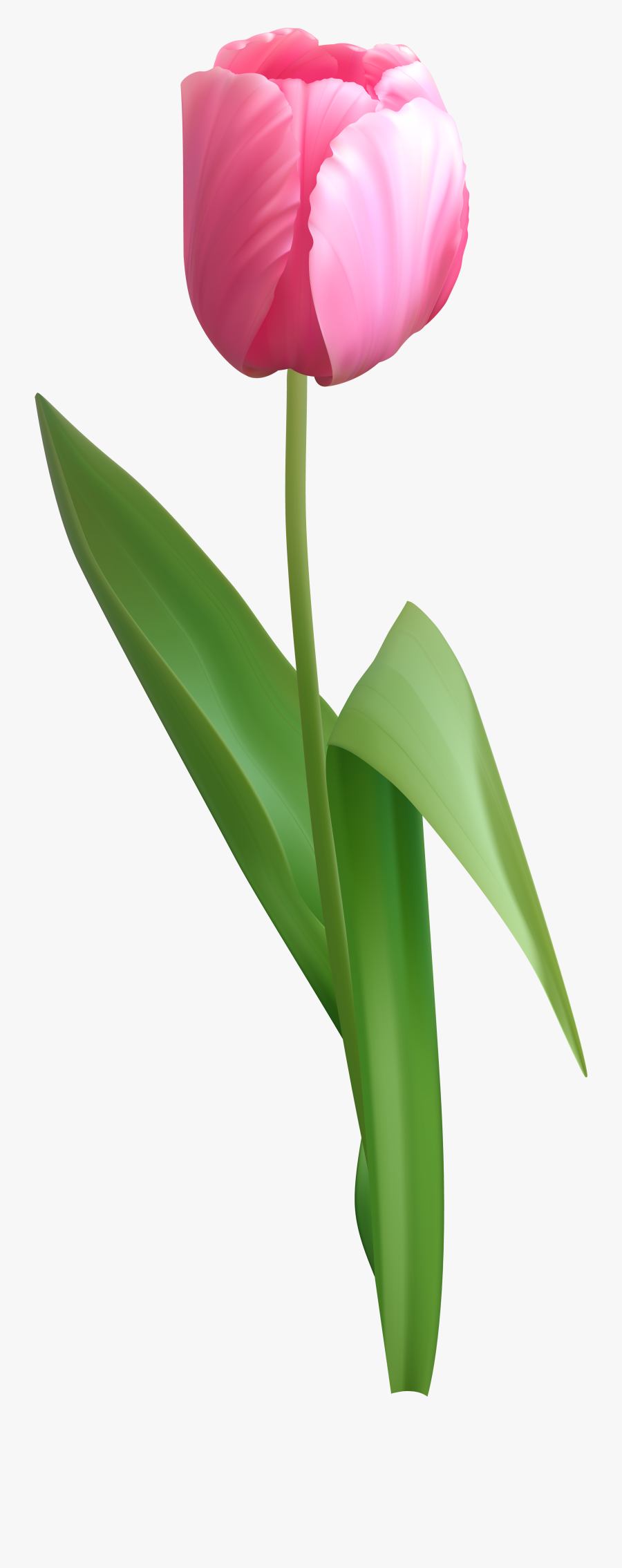 Pink Tulips Transparent Background, Transparent Clipart