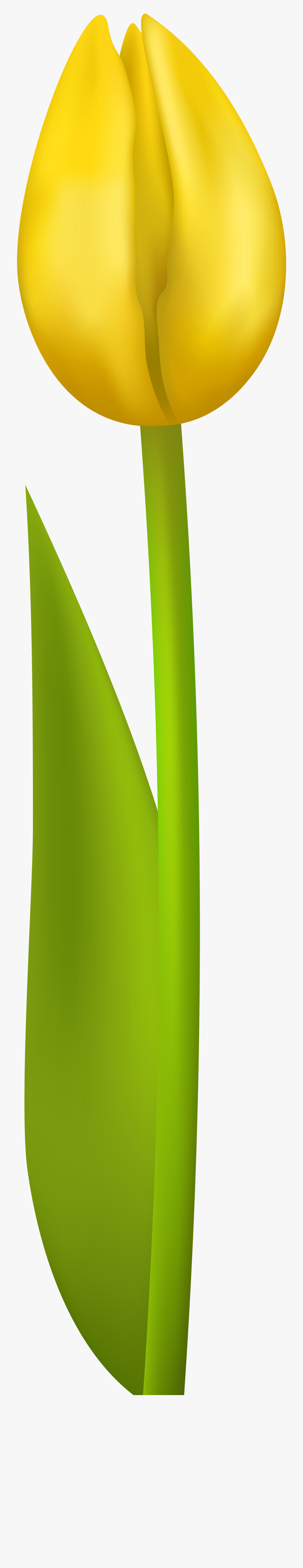 Free Yellow Tulip Clipart, Transparent Clipart