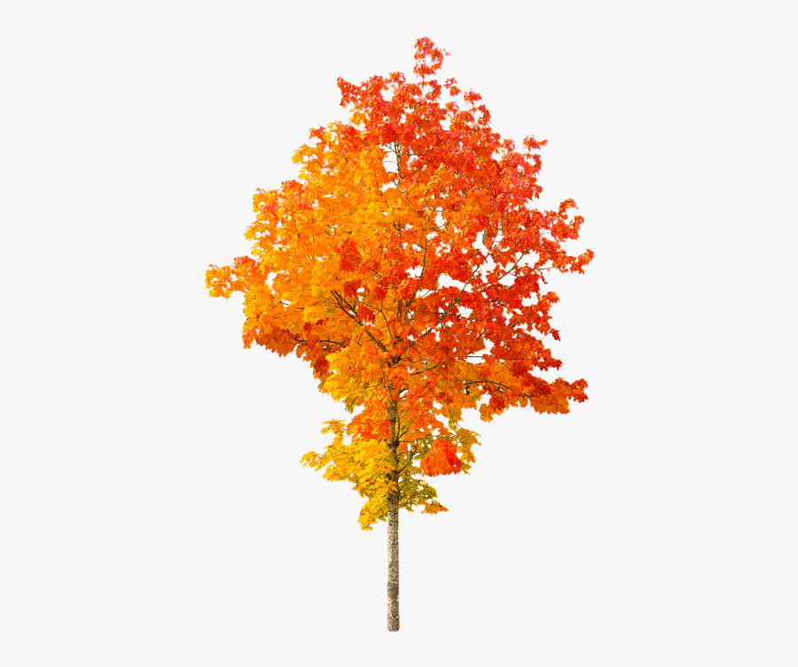 Autumn Tree Clipart Image - Autumn Tree Transparent Background, Transparent Clipart
