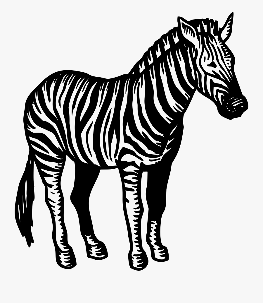 Zebra Illustration - Illustration Zebra Png, Transparent Clipart