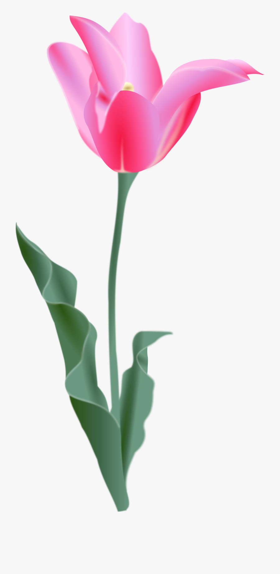 Tulip - Tulip Clip Art, Transparent Clipart