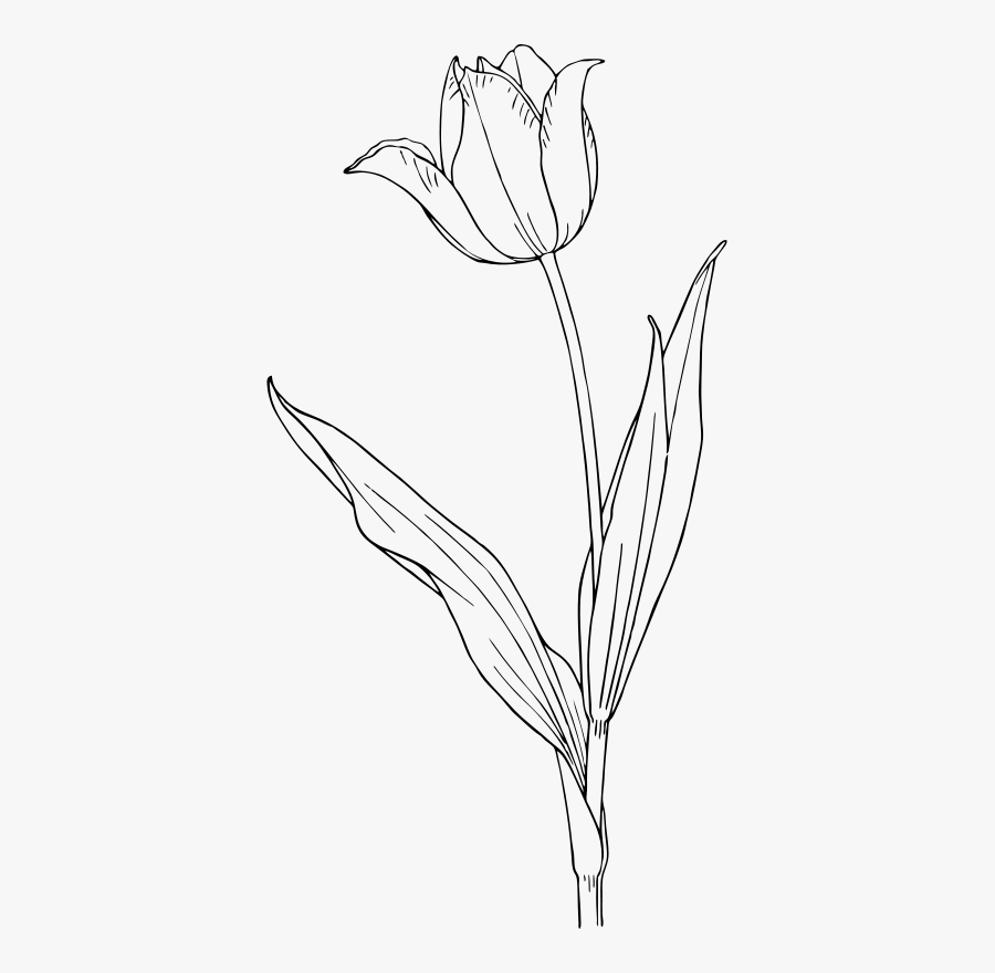 Tulip - Black And White Tulip Clipart , Free Transparent Clipart ...