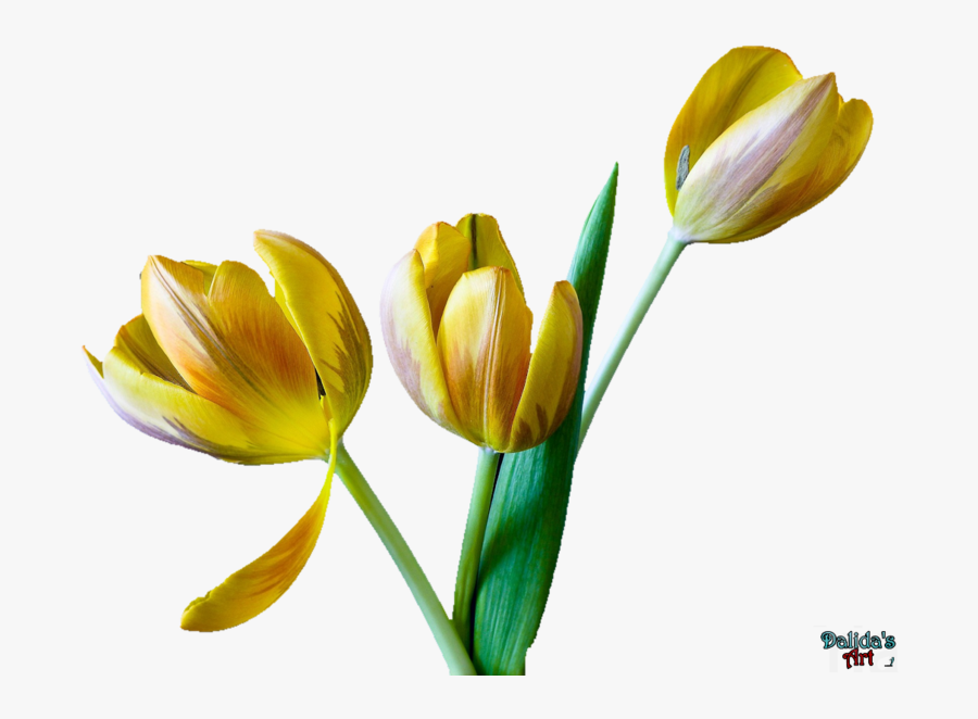Tulip Flower Png Clip Art Free - Snow Crocus, Transparent Clipart