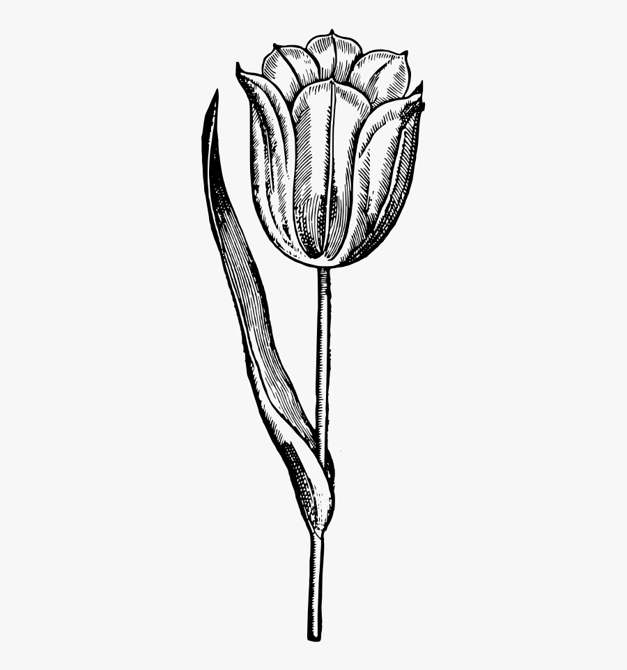 Tulip - Dibujo Png Con Fondo Transparente De Un Tulipan Blanco, Transparent Clipart