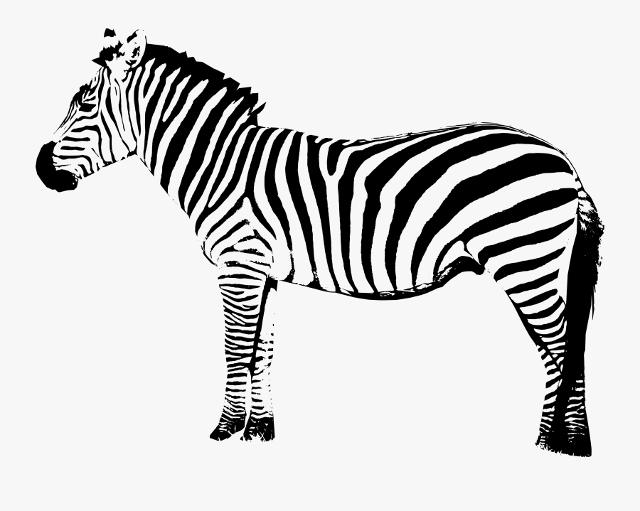 Clip Art Image Of A Zebra - Transparent Zebra Vector Png, Transparent Clipart