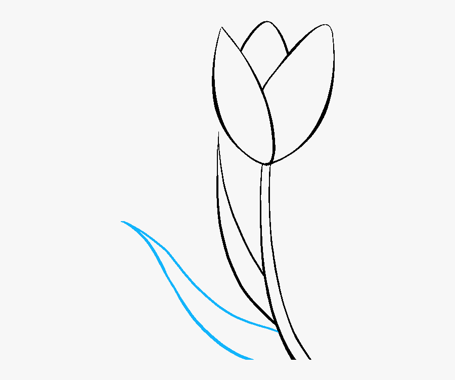 How To Draw Tulip - Simple Flower Drawing Tulip, Transparent Clipart