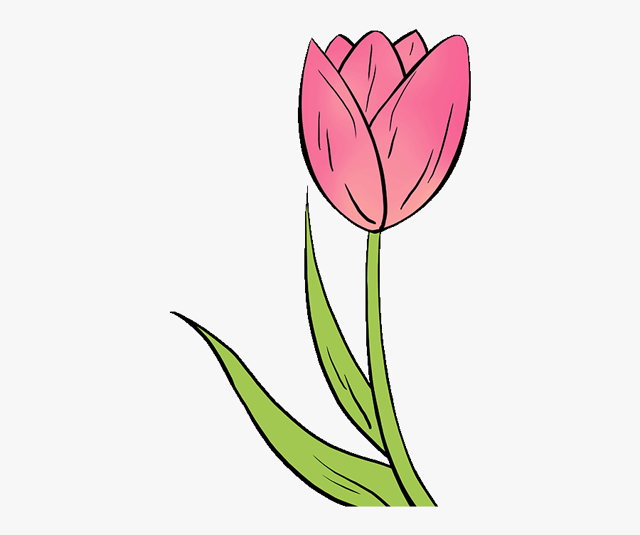 How To Draw Tulip - Easy Tulip Flower Drawing, Transparent Clipart