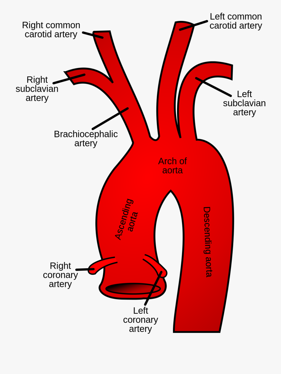Aorta And Coronary Sinus, Transparent Clipart