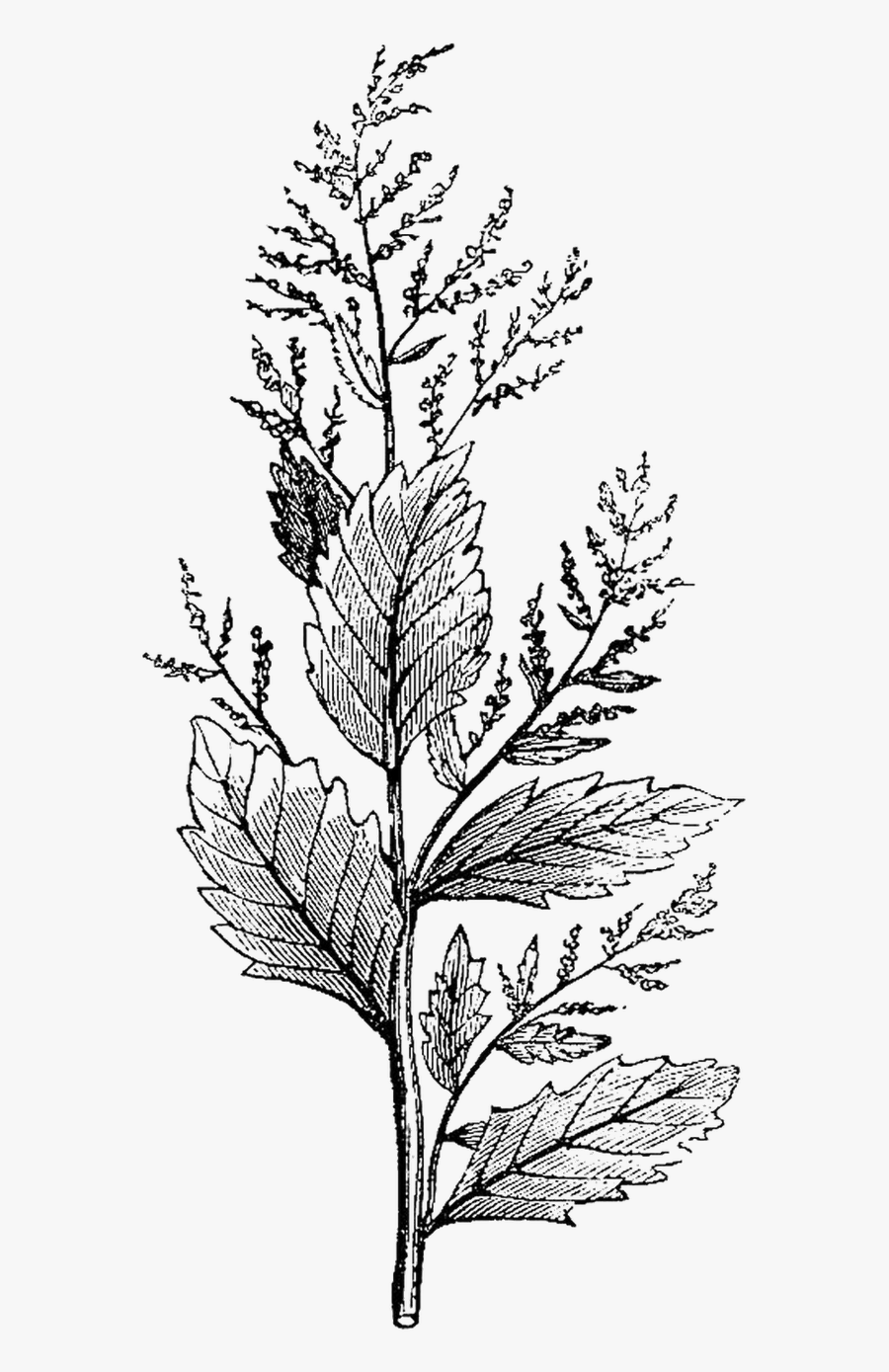 Black And White Flowers And Herbs - Creepy Pastel Goth Art, Transparent Clipart