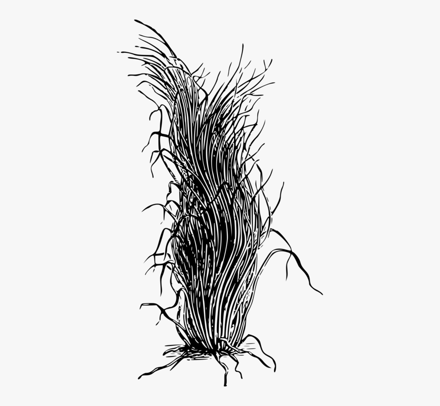 Black And White Drawing Lawn Black And White- - Hitam Putih Rumput Png, Transparent Clipart