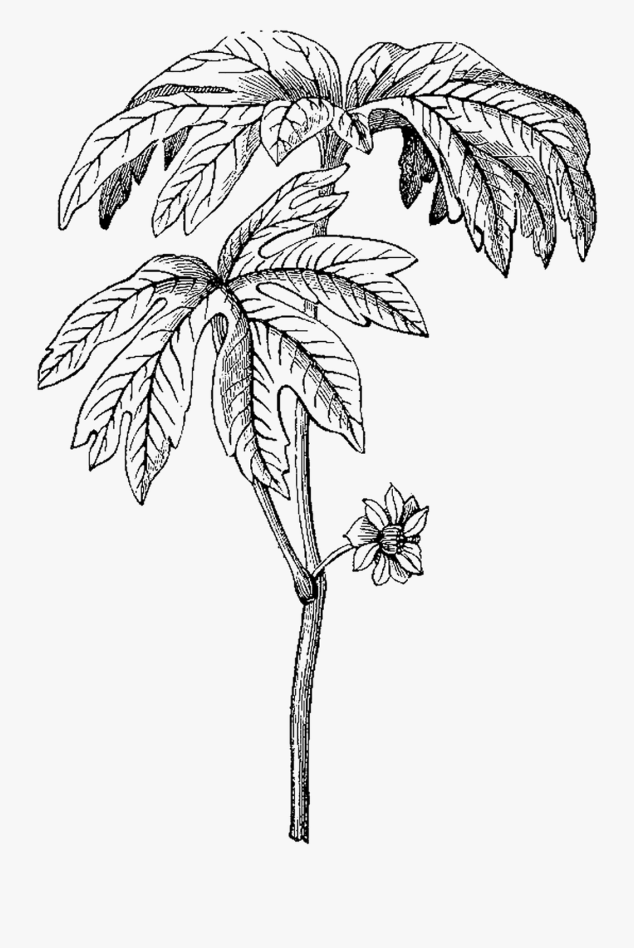 Plant Vintage Graphic, Transparent Clipart