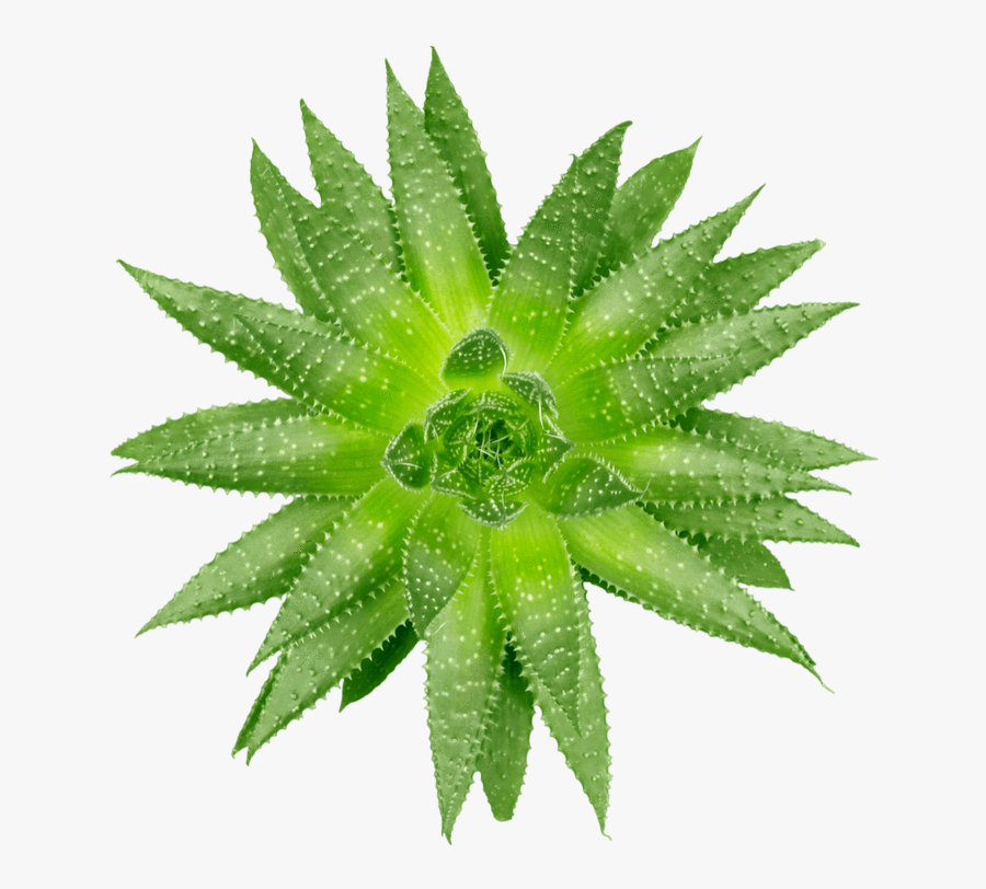 Ayurvedic Herb , Transparent Cartoons - Herbal Ayurveda Pics Png, Transparent Clipart