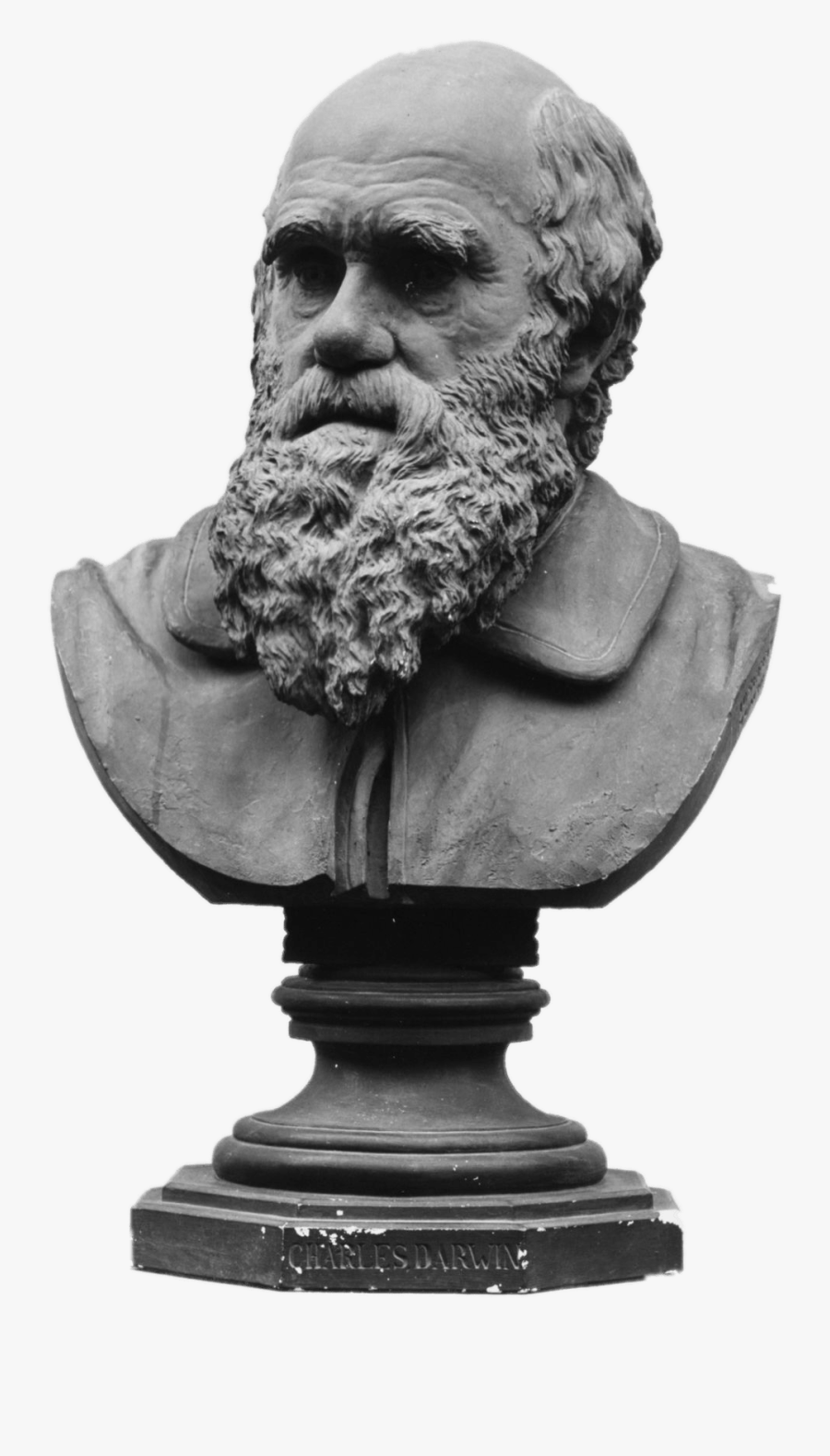 Bust Of Charles Darwin - Charles Darwin, Transparent Clipart