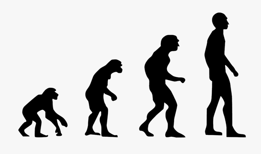 Evolution Human Evolution The Theory Of Evolution Free - Evolution Of Humans, Transparent Clipart