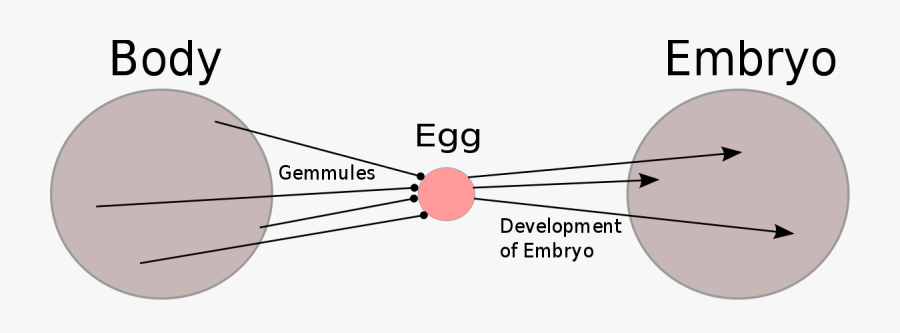 Darwin Pangenesis, Transparent Clipart