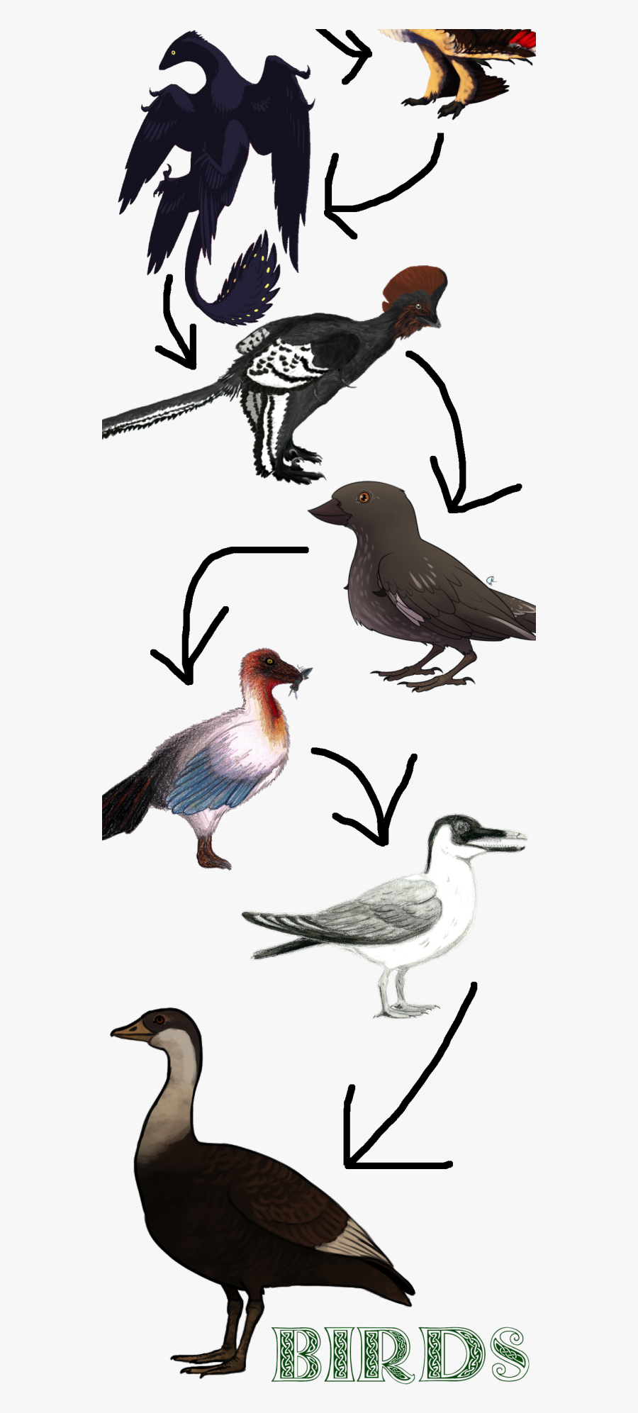 Seabird, Transparent Clipart