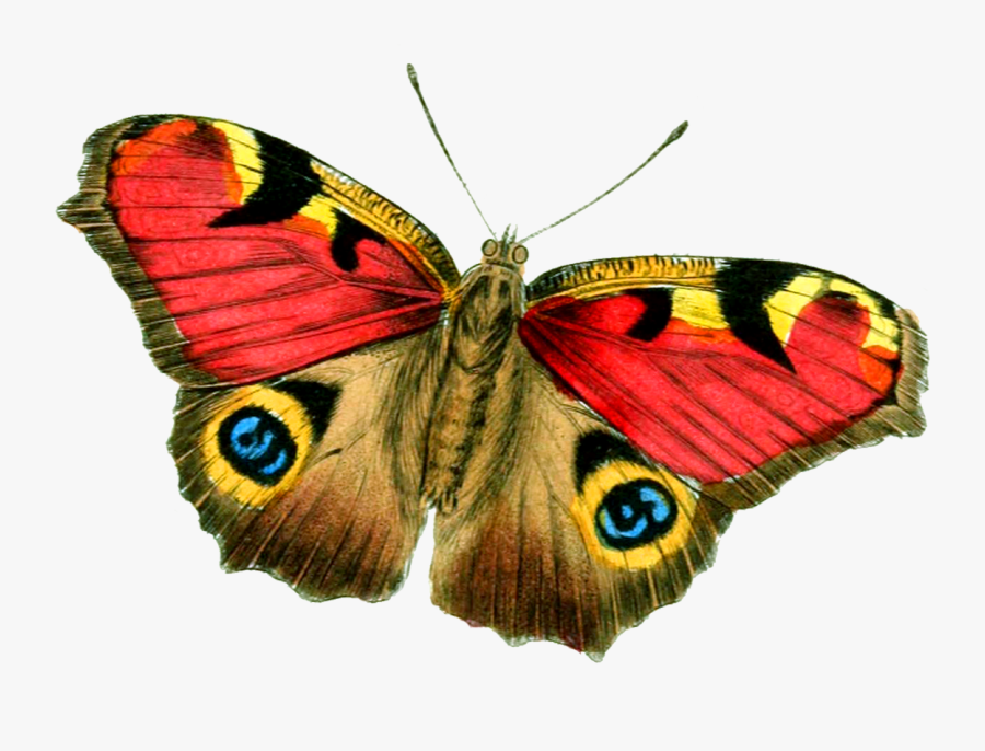 Butterfly Png Big Size - Real Butterfly Hd Png, Transparent Clipart