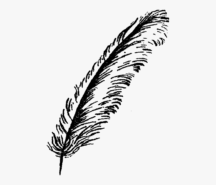 Clip Art Digital Stamp Design Bird - Feather Cartoon Black And White, Transparent Clipart