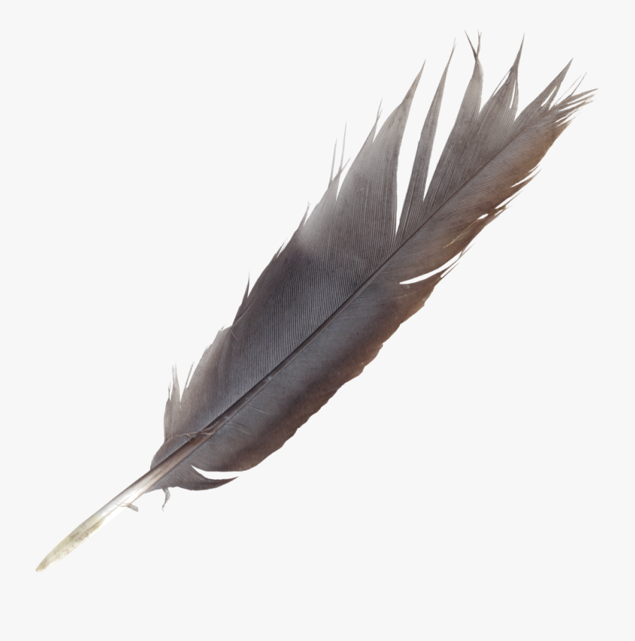 Bird Feather Quill Wing - Transparent Feathers, Transparent Clipart
