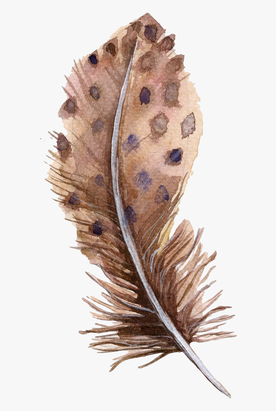 Bird Feather Euclidean Vector - Brown Feather Transparent Background, Transparent Clipart