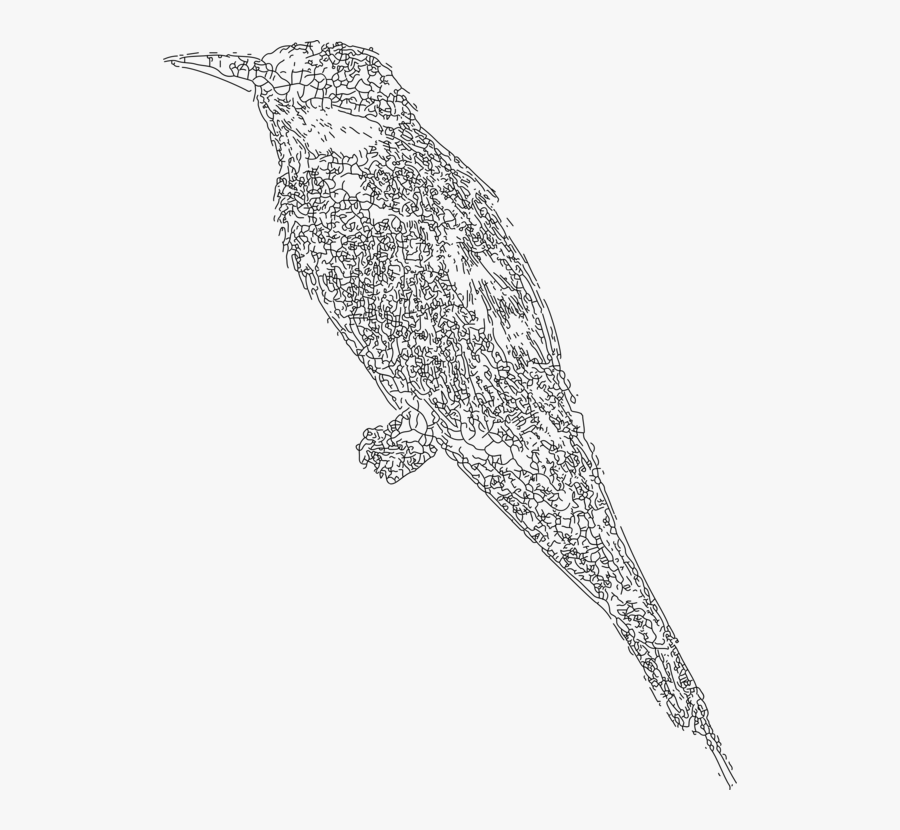 Bird Of Prey,line Art,wildlife - Songbird, Transparent Clipart