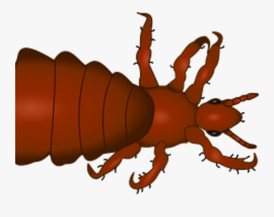 Cómo Prevenir Los Piojos - Cartoon Pictures Of Lice, Transparent Clipart